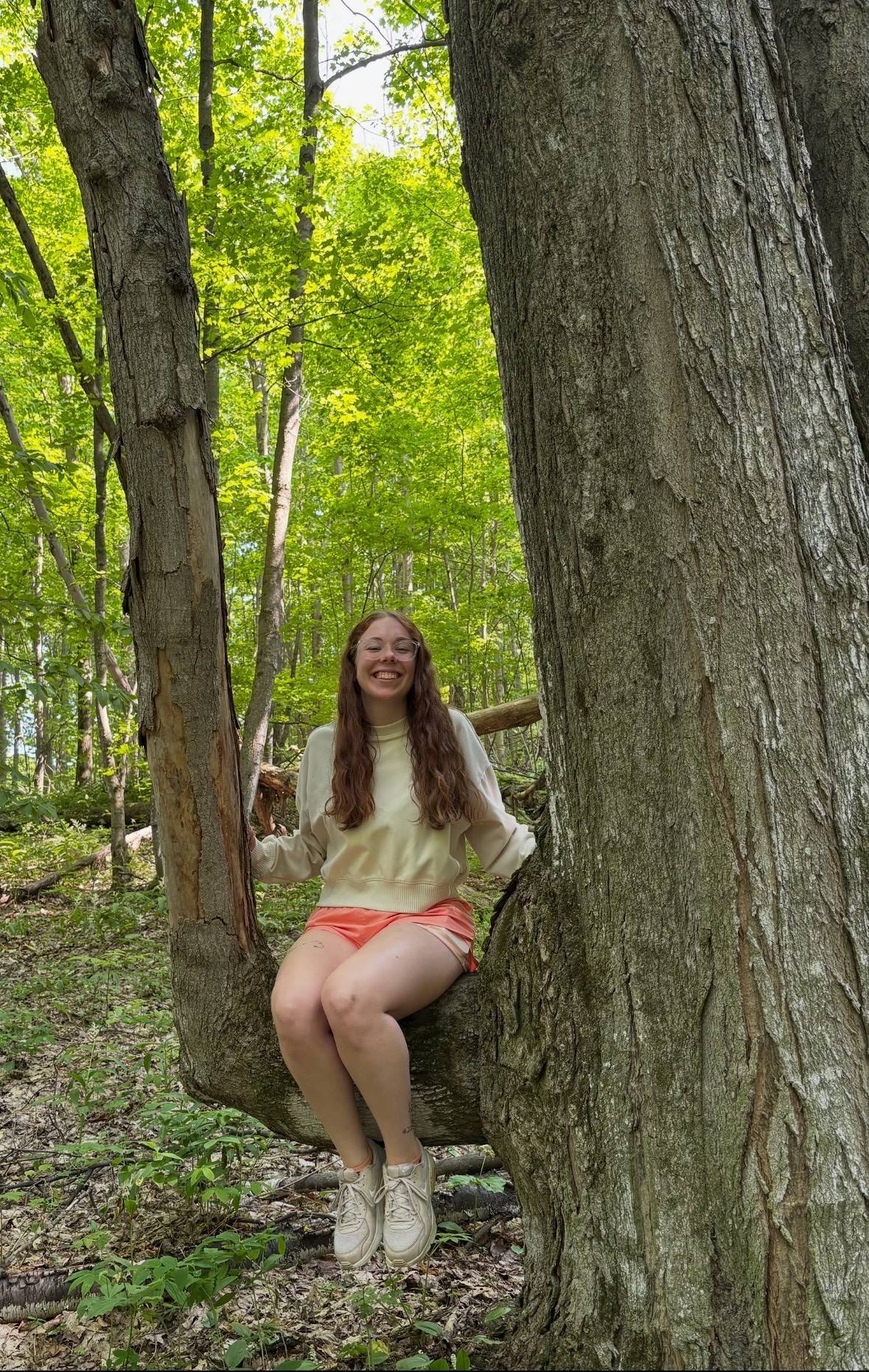 Maggie sits in a tree on a sunny day in the woods